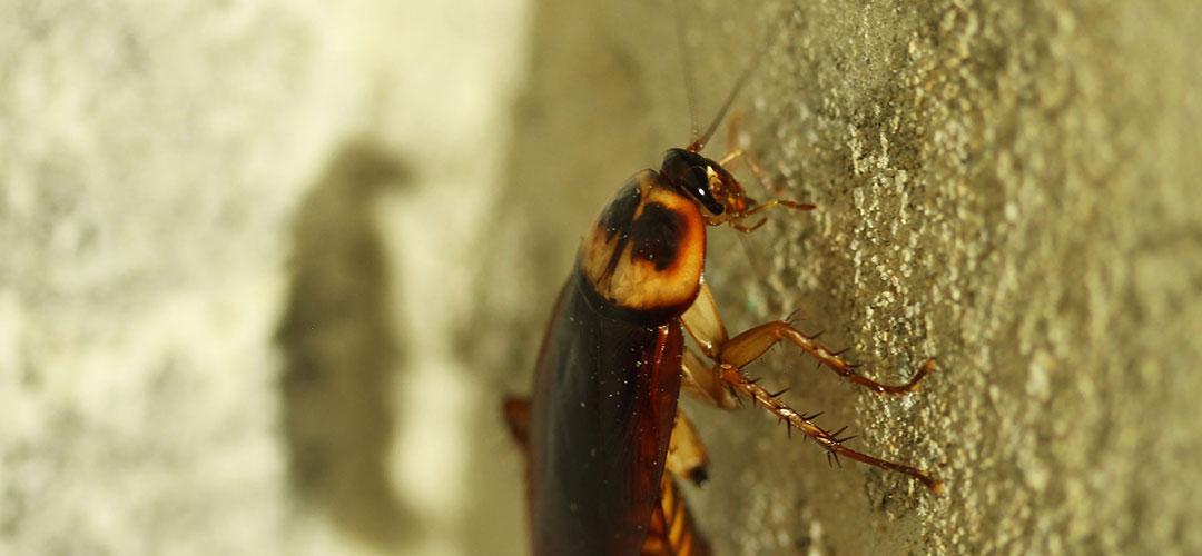 ריסוס ג'וקים