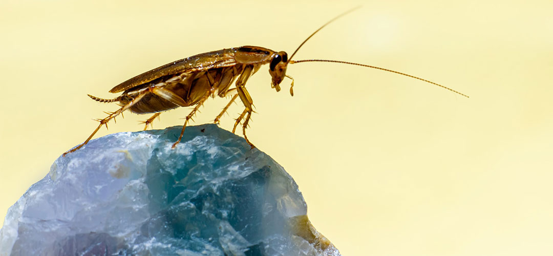 ריסוס תיקנים