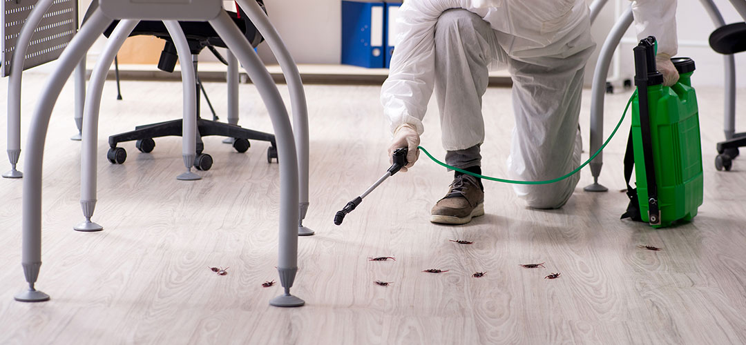 הדברת ג'וקים