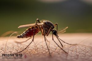 יתושים רגילים (Culex)