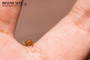 עקיצות נמלי אש
