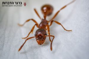 עקיצות נמלי אש