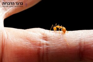 עקיצות נמלי אש