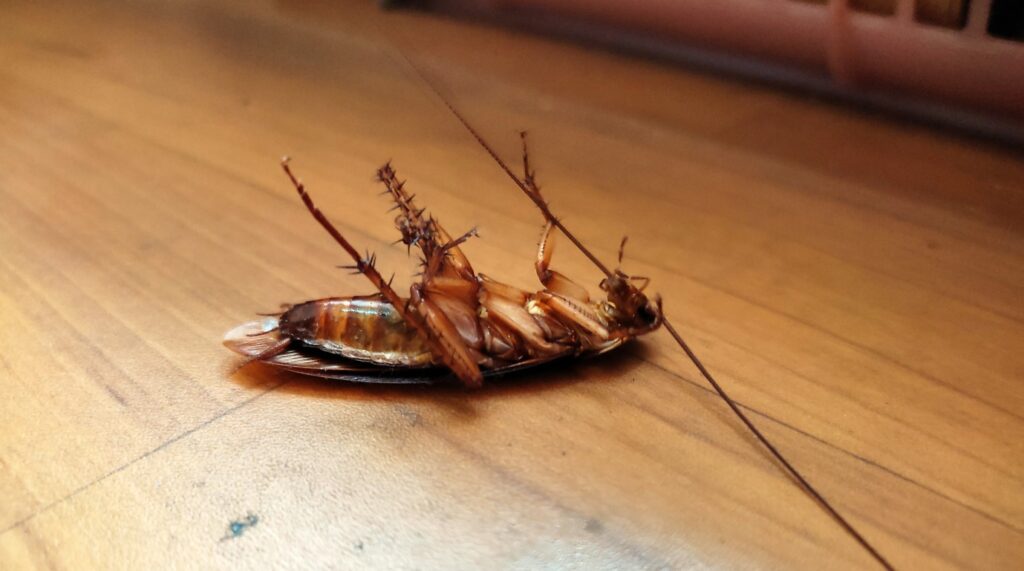 dead cockroach