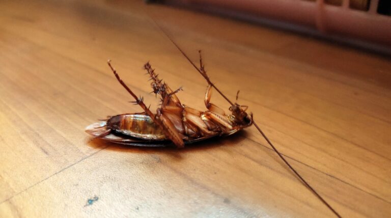 dead cockroach
