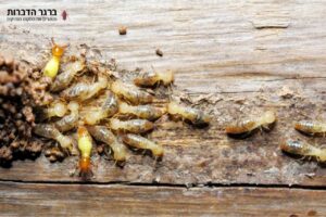 מה הורג טרמיטים