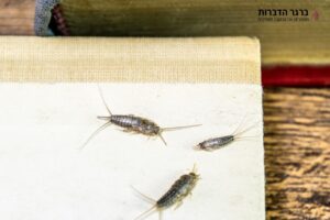 הדברת דג הכסף